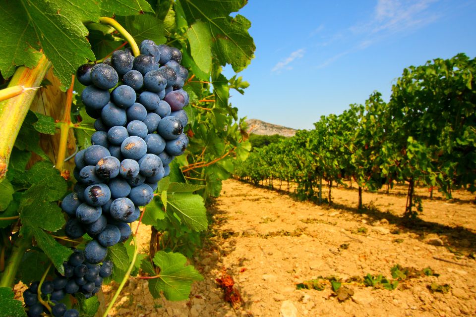 From Avignon: Half-Day Great Vineyards Tour - Experience Highlights