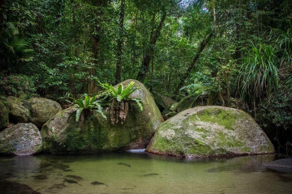 From Cairns: Daintree National Park Private Tour - Experience Highlights