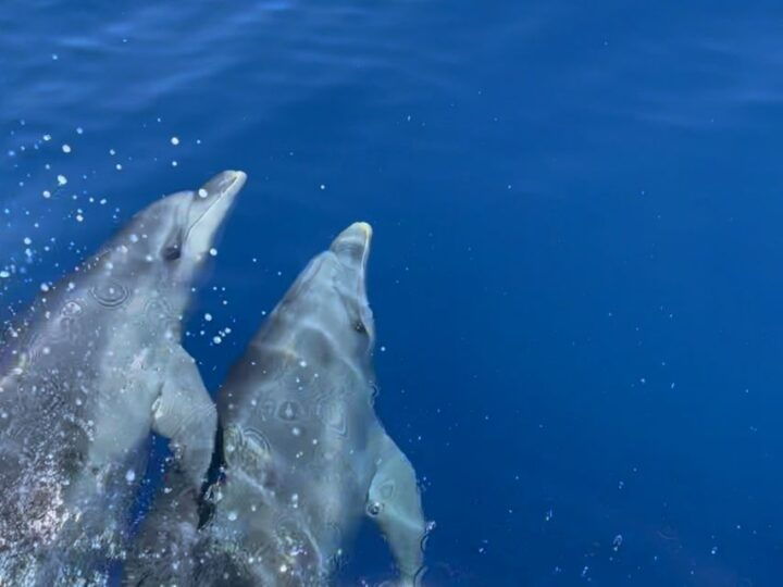 From Cargèse: Scandola Day Tour & Girolata Lunch Stop - Activity Highlights and Itineraries