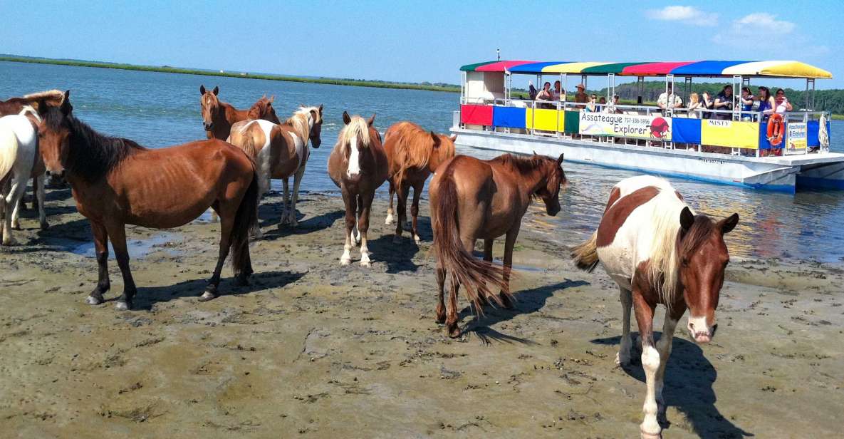 From Chincoteague Island: Assateague Island Boat Tour - Experience Highlights