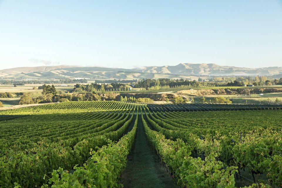 From Christchurch: Guided Local Wine Tours in Waipara - Tour Highlights