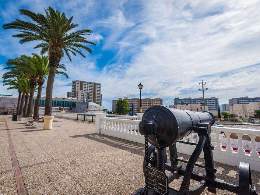 From Costa Del Sol: Gibraltar Dolphin Watching by Boat - Activity Highlights