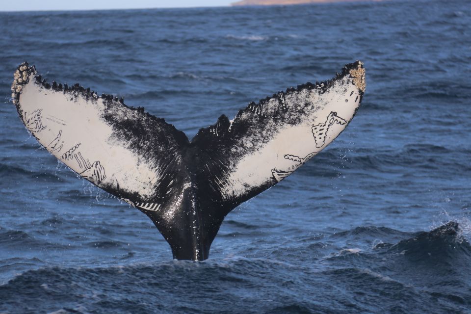 From Dalvik: Arctic Whale Watching in Northern Iceland - Experience Highlights