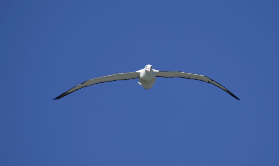 From Dunedin: City, Otago Peninsula & Albatross Guided Tour - Language and Starting Times