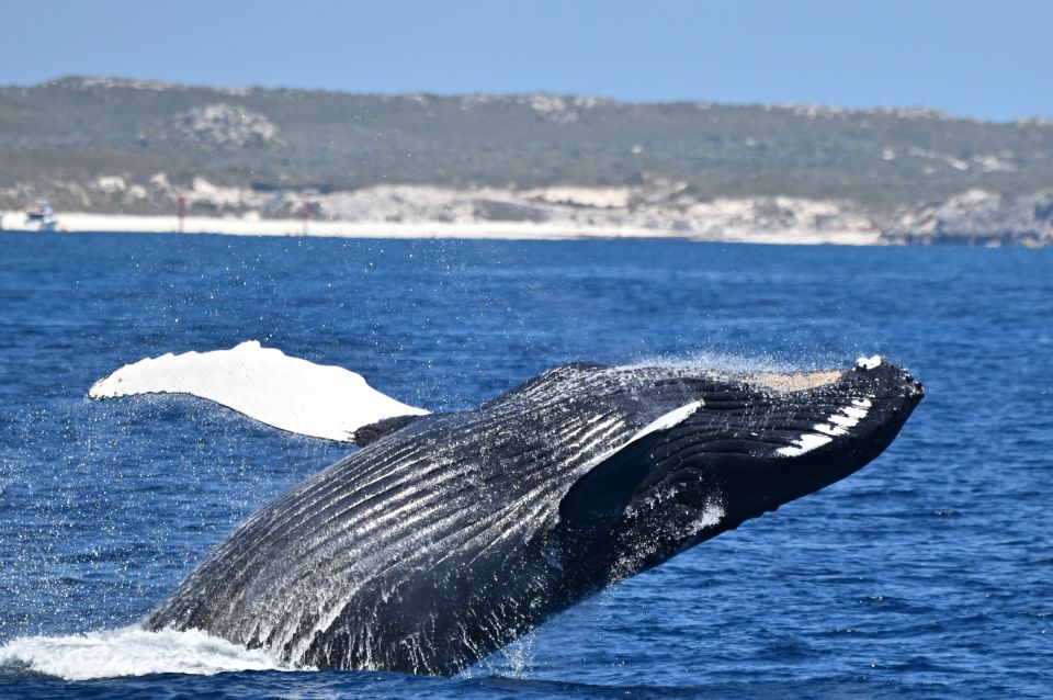 From Fremantle: 2-Hour Luxury Whale-Watching Cruise - Highlights of the Experience