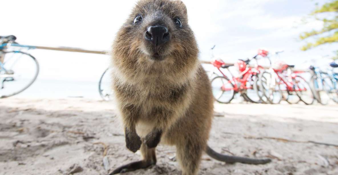 From Fremantle: Return Rottnest Island Ferry Ticket - Payment and Booking Process