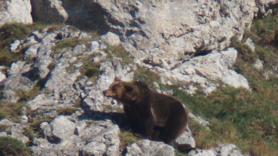 From Gijón, Oviedo or Pola De Somiedo: Brown Bear Spotting - Group Size and Language Options