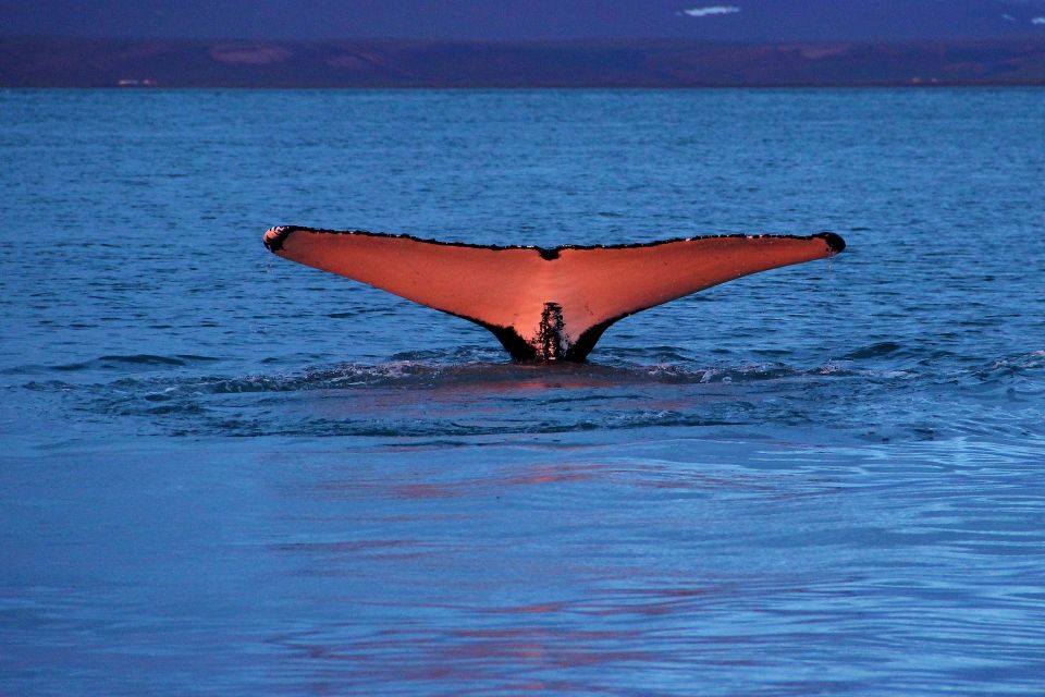 From Húsavík: Traditional Whale Watching Tour - Tour Highlights and Features