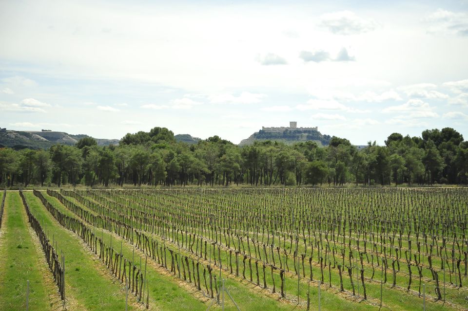 From Madrid: Ribera Del Duero Tour of 3 Different Wineries - Wine Tasting Experience