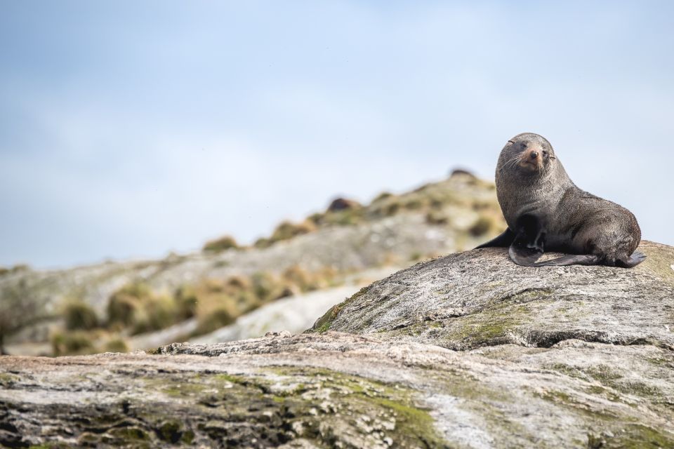 From Manapouri: Premium Doubtful Sound Wilderness Day Trip - Experience Highlights