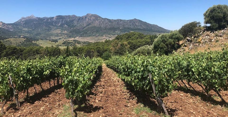 From Marbella: The Classic Ronda Wine Experience Day Tour - Experience Highlights
