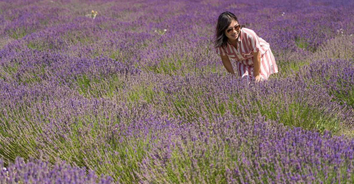 From Marseille: Lavender Full-Day Valensole - Experience Highlights