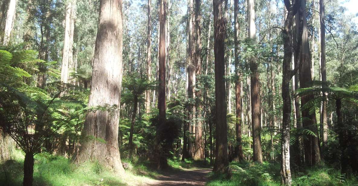 From Melbourne: Dandenong Ranges Private Day Tour - Experience Highlights