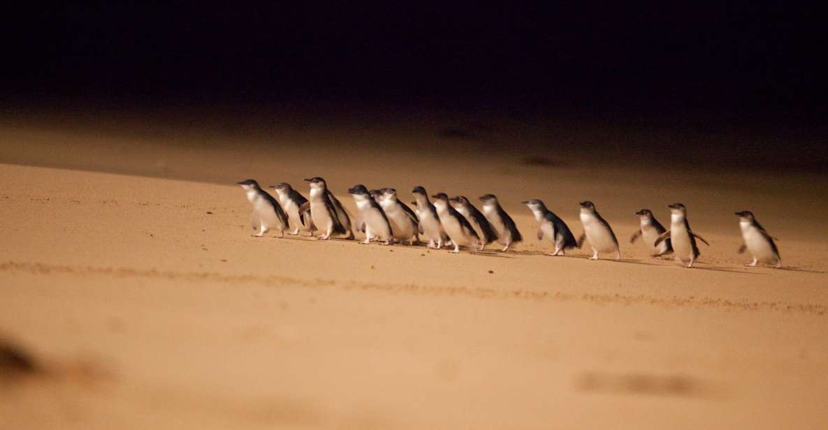 From Melbourne: Penguin Parade Afternoon Tour - Booking Information