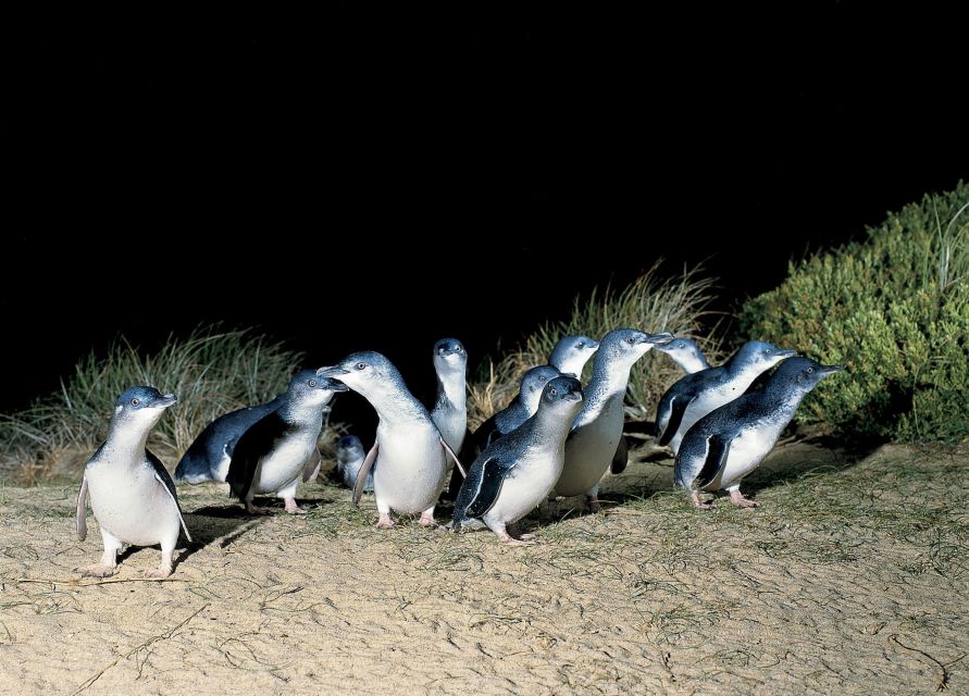 From Melbourne: Phillip Island and Penguin Parade Day Tour - Tour Experience