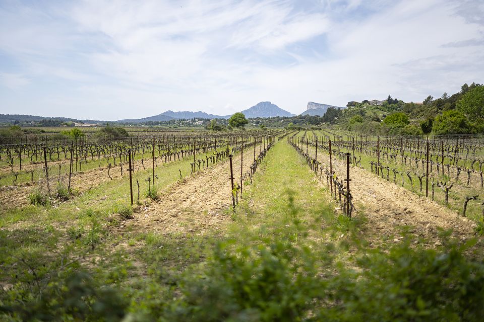 From Montpellier: Half-Day Vineyard & Pic Saint-Loup Tour - Itinerary