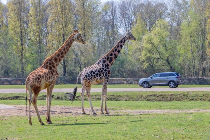 From Paris: Thoiry Park Safari and Castle Tour - Family-Friendly Activities at Thoiry