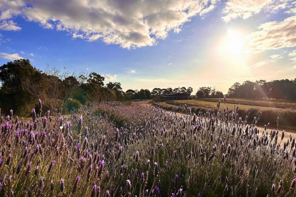 From Perth: Pinnacles, Lavender Farm and Lobster Shack Tour - Booking Information