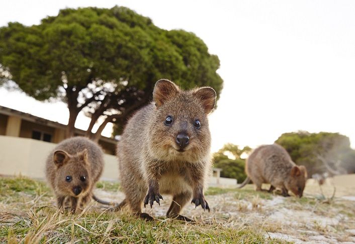 From Perth: Rottnest Island Ferry & Bus Tour - Inclusions