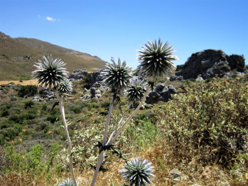 From Rethymno: Preveli Palm Forest Hike and Beach Day Trip - Enjoying Preveli Beach