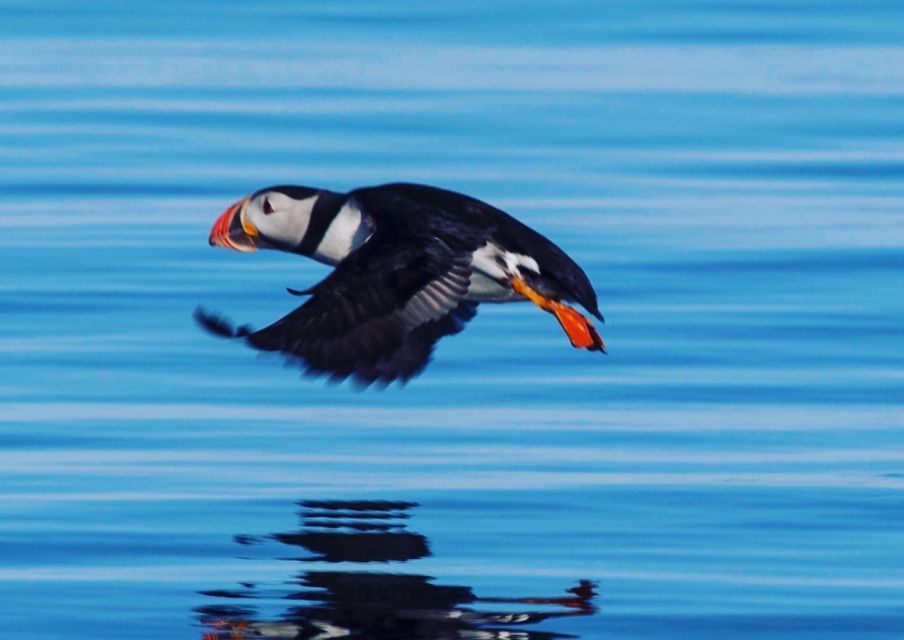 From Reykjavík: Puffin Watching Tour by Speedboat - Experience Highlights