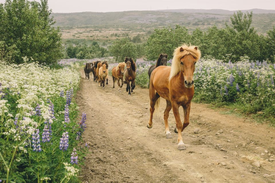 From Reykjavík: Viking Horseback Tour in Hafnarfjörður - Booking and Pricing Information