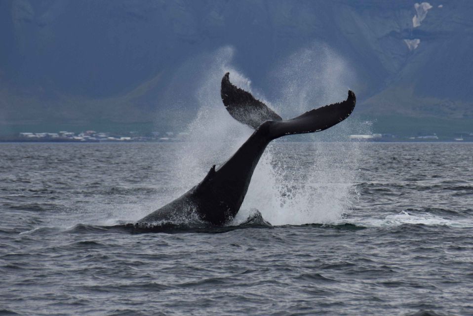 From Reykjavik: Whale Watching Tour by Fast Catamaran - Modern Boat Experience