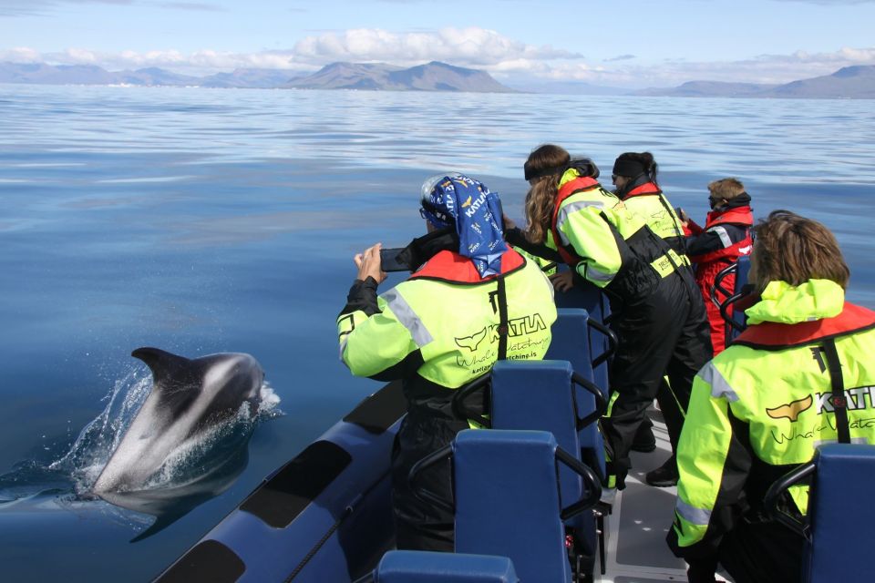 From Reykjavik: Whale Watching Tour by Speedboat - Experience Highlights