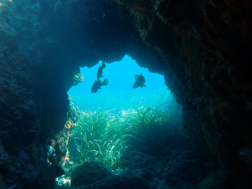 From Santa Pola: Snorkel Trip in Tabarca Island - Activity Highlights