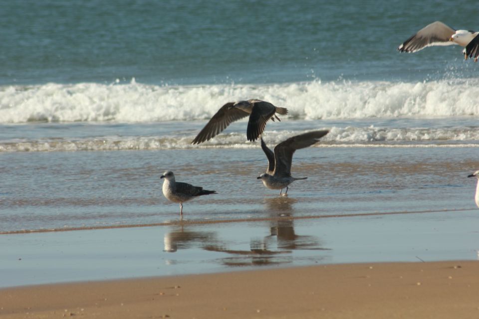 From Seville: Doñana, El Rocio, and Matalascañas Beach Tour - Highlights