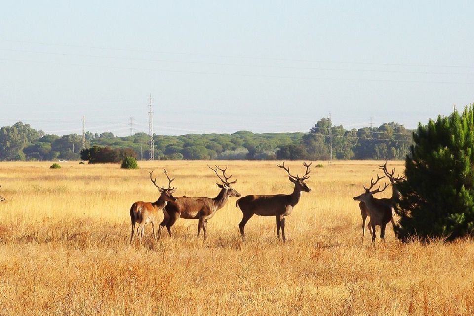 From Seville: Doñana National Park Tour - Experience Highlights