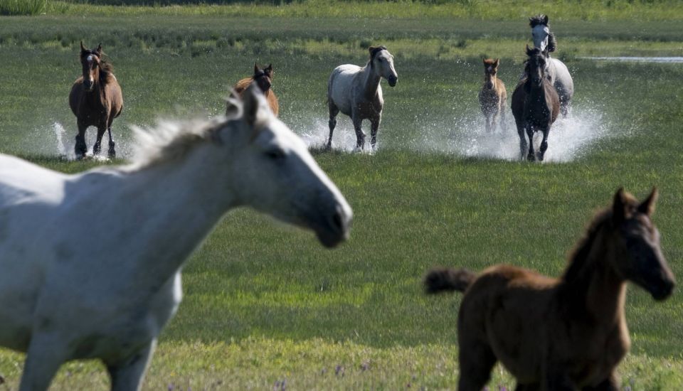 From Seville: Doñana Natural Park, El Rocio and Matalascañas - Highlights of the Tour