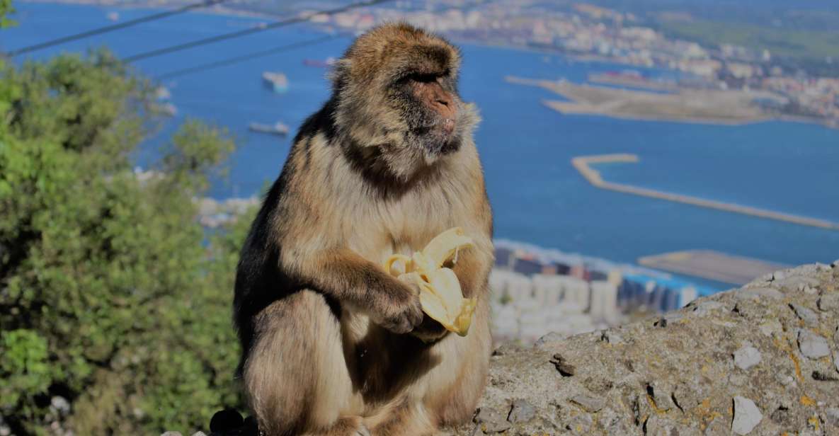 From Seville: Full-Day Trip to Gibraltar - Experience Highlights