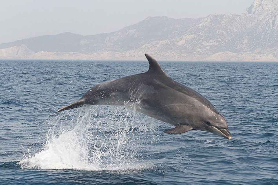 From Seville: Gibraltar Dolphins Watching Day Trip - Experience Highlights