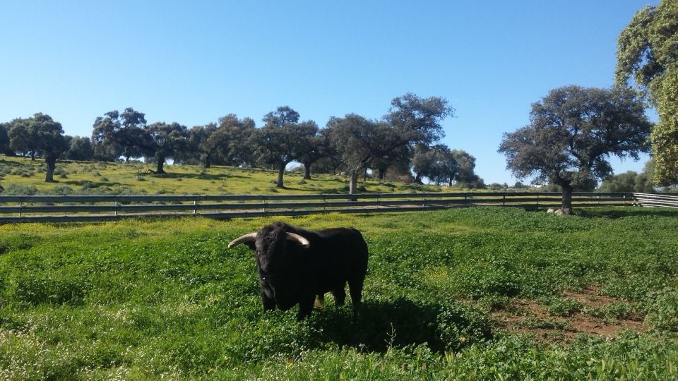 From Seville: Half-Day Bull Breeding Farm Tour - Experience Highlights