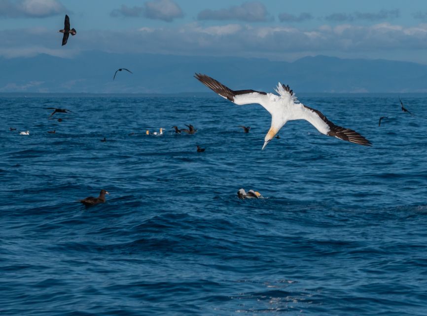 From Tauranga: Half-Day Swimming With Dolphins Tour - Experience Highlights and Inclusions