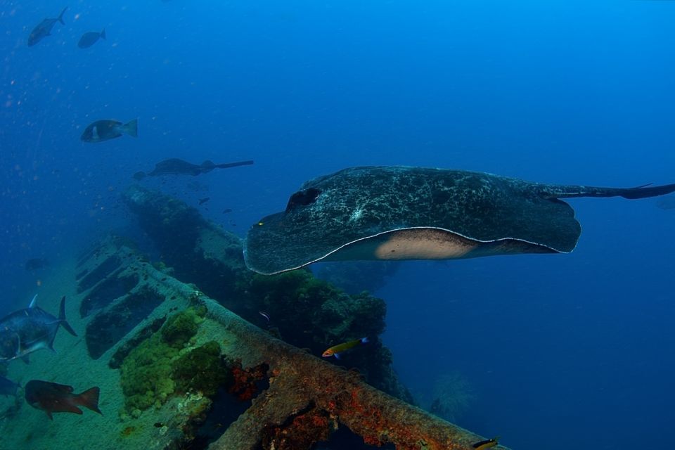 From Townsville or Magnetic Island: Yongala Wreck Dive Trip - Experience