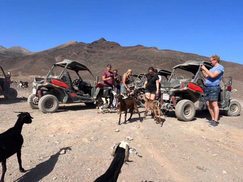 Fuerteventura : Buggy Tour in the South of the Island - Booking Information