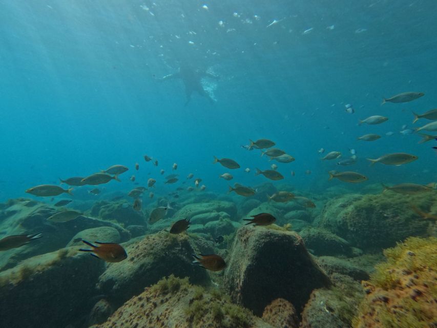 Fuerteventura: Guided Snorkeling in La Lajita With Pickup - Duration, Languages, and Pickup/Drop-off Locations