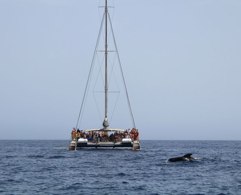 Fuerteventura: Magic Catamaran Trip With Food and Drinks - Experience Highlights