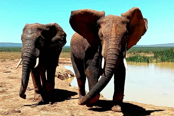 Full Day Addo Elephant National Park Safari - Safari Schedule and Duration