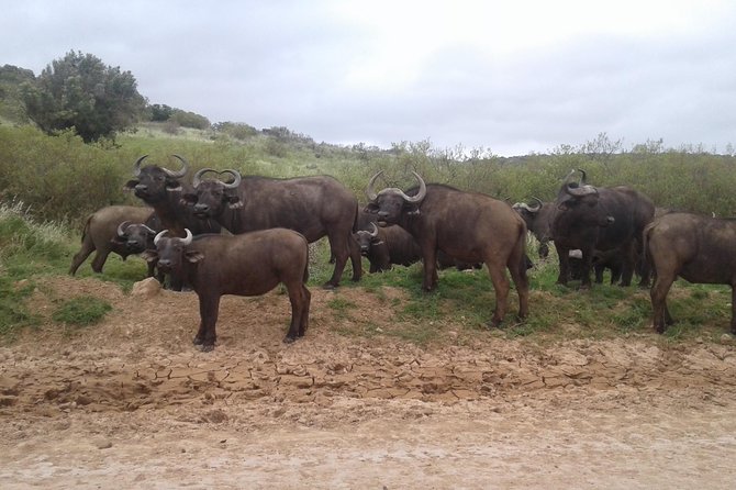 Full Day Addo Elephant National Park Safari Wit BBQ:Thentic Tours - Booking Details