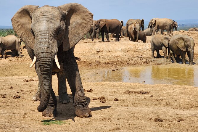 Full Day Addo Park Tours and Safari in South Africa - Wildlife Encounters