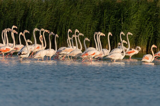 Full Day Al Marmoom, Al Qudra Lakes, Animal Spotting With Dinner - Al Qudra Lakes Adventure