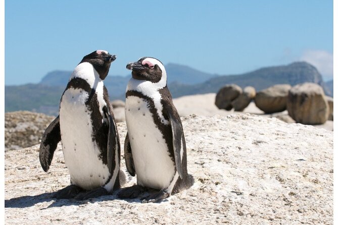Full Day Cape Peninsula, Cape of Good Hope, Penguins Private Tour - Cancellation Policy