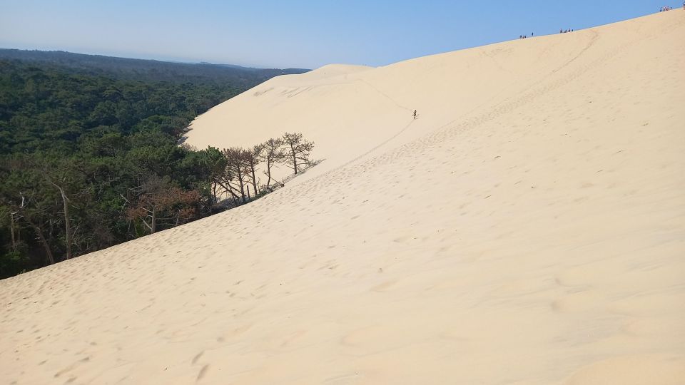 Full Day Dune of Pilat, Arcachon, Oysters Tasting Include ! - Highlights