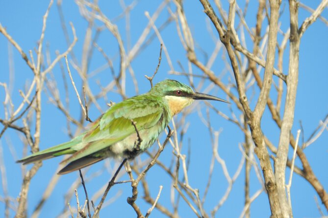 Full-Day Family Hluhluwe Imfolozi Park Safari Experience - Family-Friendly Safari Activities