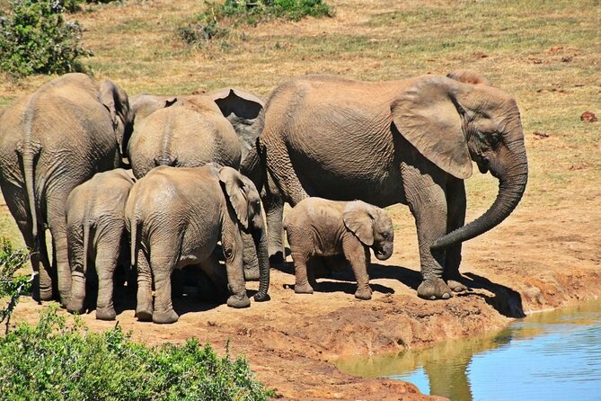 Full Day - Isimangaliso Wetlands - World Heritage Site Fro Durban - Cultural Experiences Available