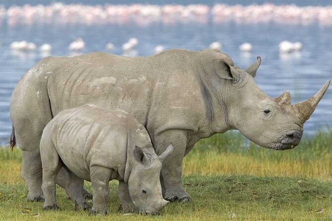 Full Day Isimangaliso Wetlands - World Heritage Site From Durban - Inclusions