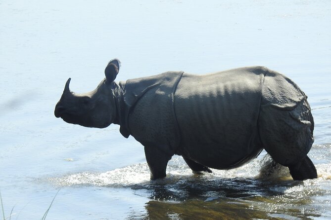 Full Day Jeep Safari Tour Bardia National Park - Safari Vehicle and Guide